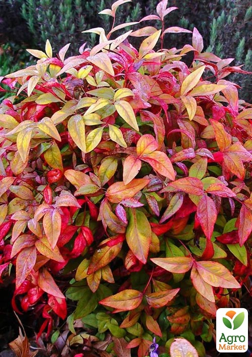 Спирея Японская "Macrophylla" (горшок Р9)  - фото 3