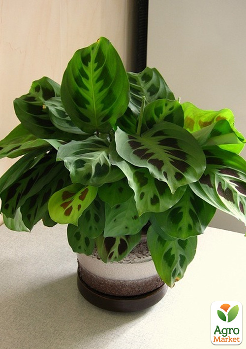 Маранта "Kerchoveana" - фото 9