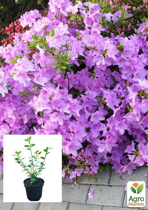Азалия японская "Ледиканенс" (Azalea japonica "Ledikanense") С2 высота 20-50см