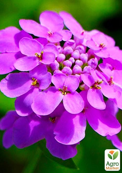 Іберіс бузковий (у банці) ТМ "Весна Органік" 3г