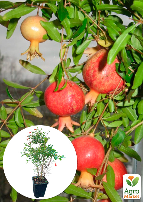 Гранат кімнатний 2роки "Карфаген" (висота 35-45см)