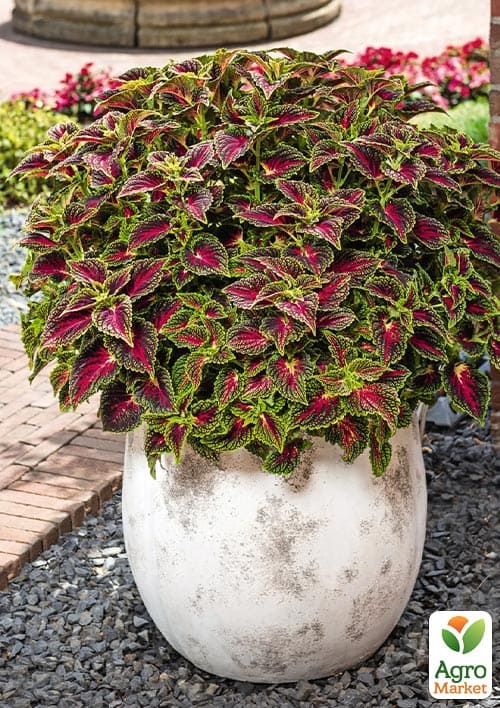 Колеус "Stained Glassworks Spacecake"  - фото 2