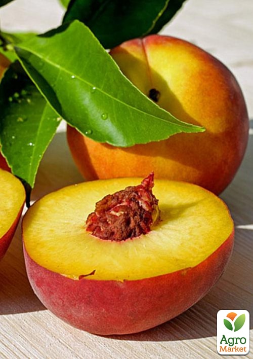 Персик "Сидоренко" (летний сорт, средний срок созревания)