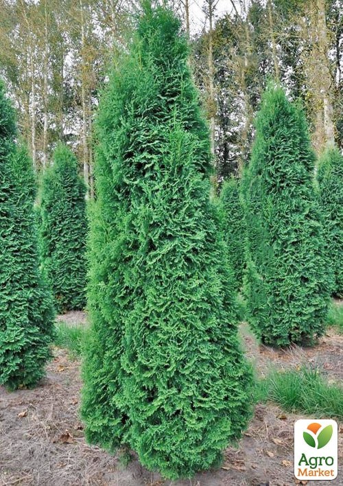 Туя західна "Pyramidalis Compacta" горщик P9