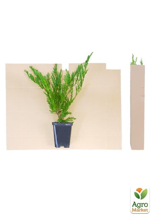 Можжевельник китайский `Stricta Variegata` контейнер P9, высота 10-20см - фото 2