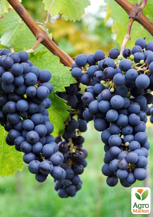 LMTD Виноград "Cabernet Franc" (сортовой, укорененный) - фото 2