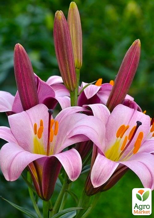 Лілія Трубчаста "Pink Planet"