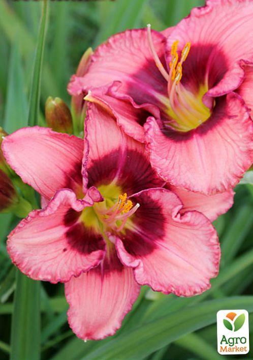 Лілійник "Dan Mahony" 1шт в упаковці - фото 7