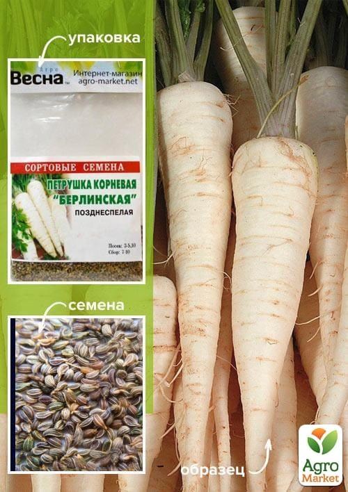 Петрушка корневая "Берлинская" (Зипер) ТМ "Весна" 5г