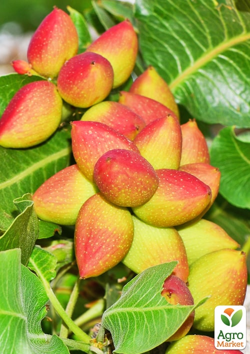 Фісташка 2-х річна "Альбіна" (високоурожайна, морозостійка, невибаглива) - фото 2