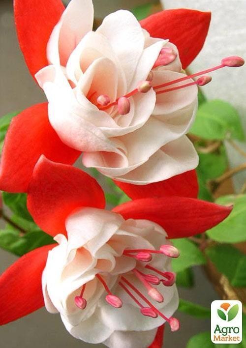 Фуксия ампельная "Snow Burner" (контейнер № 10, высота 5-10 см) - фото 2