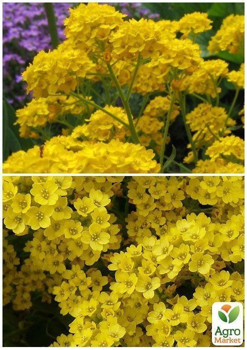 На вагу Аліссум ТМ "Весна" ціна за 2г - фото 2