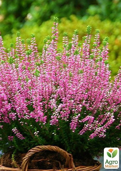 Эрика травянистая  "Ghosthill" горшок P11