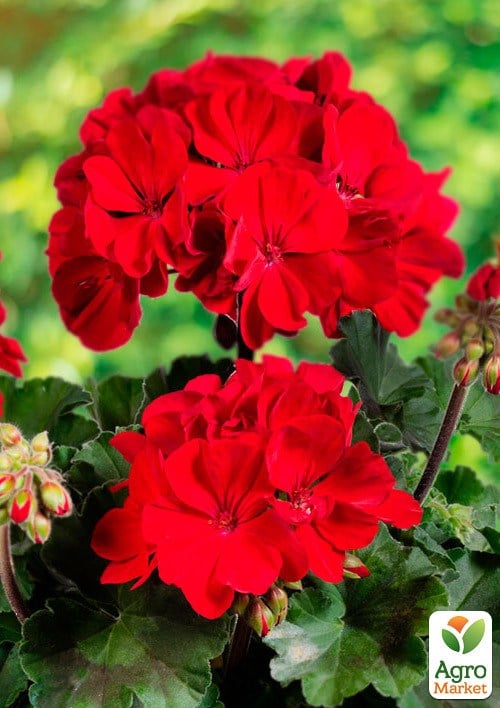 Пеларгония зональная "Dark Red" 