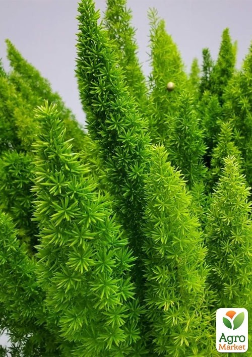 Аспарагус "Мейери" ТМ "Vesna Exclusive" 3шт - фото 4