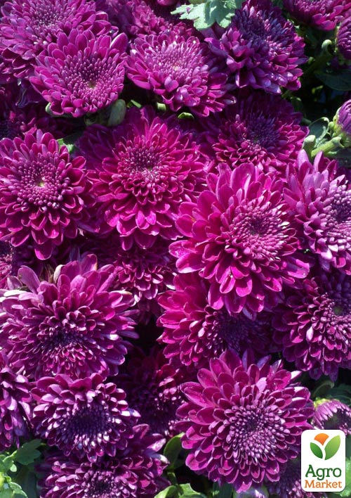 Хризантема Садовая "Cherry Lace" (высота 30-50см) - фото 4