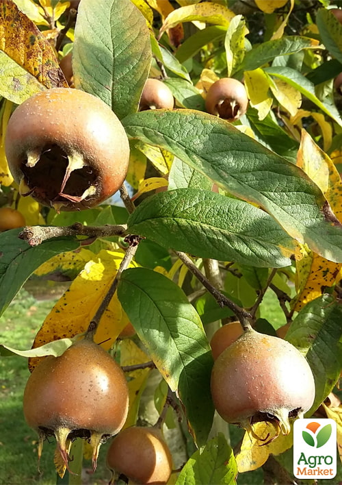 Мушмула 2х-летняя "Германская" (Mespilus germanica) - фото 4