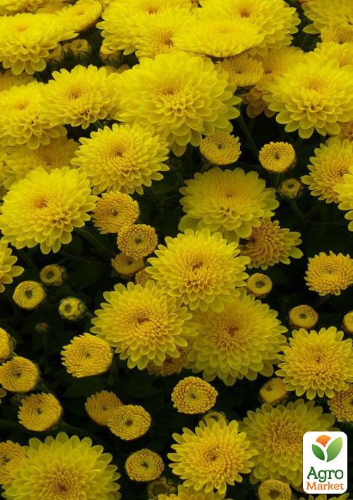 Хризантема мультифлора куляста "Nina Jaune"