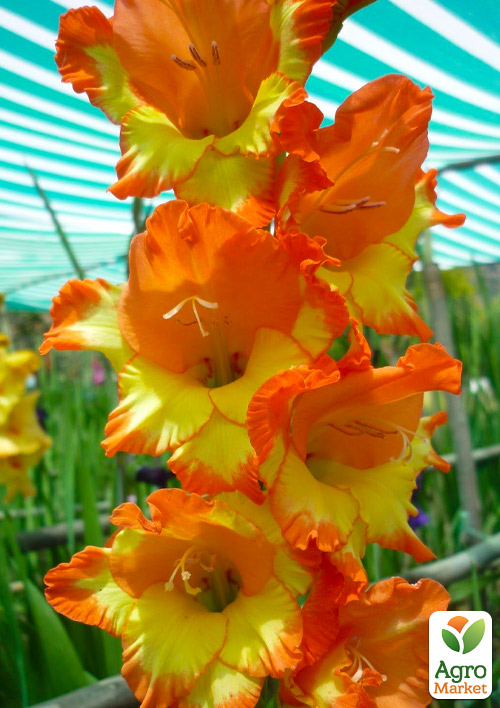 Гладіолус "Princess Margaret Rose" - фото 3