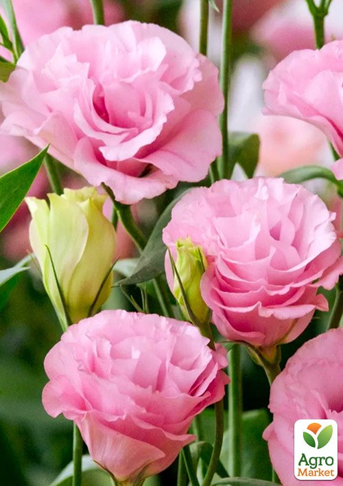 Эустома махровая "Мариачи F1" пинк ТМ "Профессиональные семена" 100шт