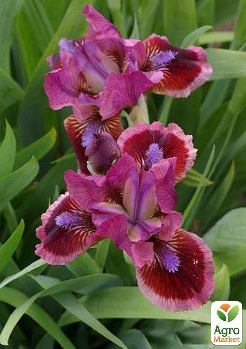 Ирис карликовый "Cats Eye" 1шт в упаковке