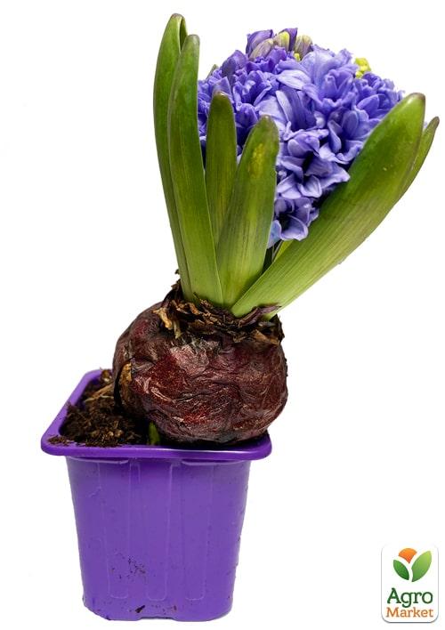 Гіацинт "General Koehler" (Нідерланди) - фото 5