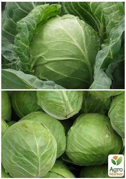 На вагу Капуста "Червнева" ТМ "Весна" ціна за 4г - фото 3