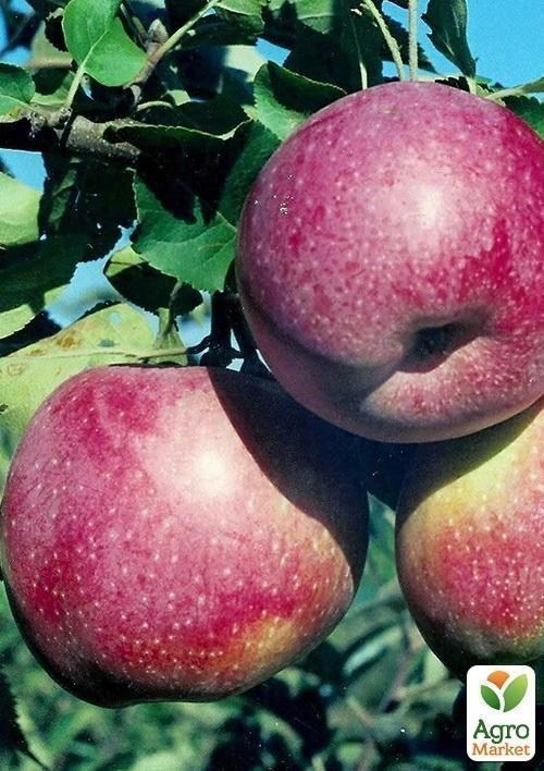 Яблоня "Деличия" (осенний сорт, средний срок созревания) - фото 3