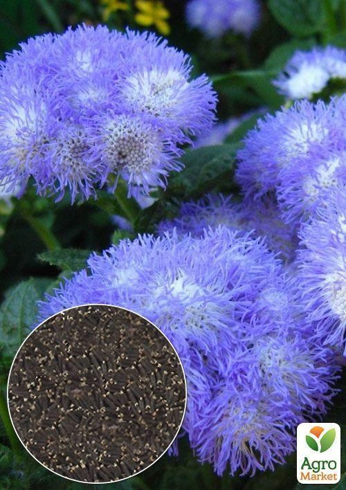 На вагу Агератум блакитний ТМ "Весна" ціна за 3г
