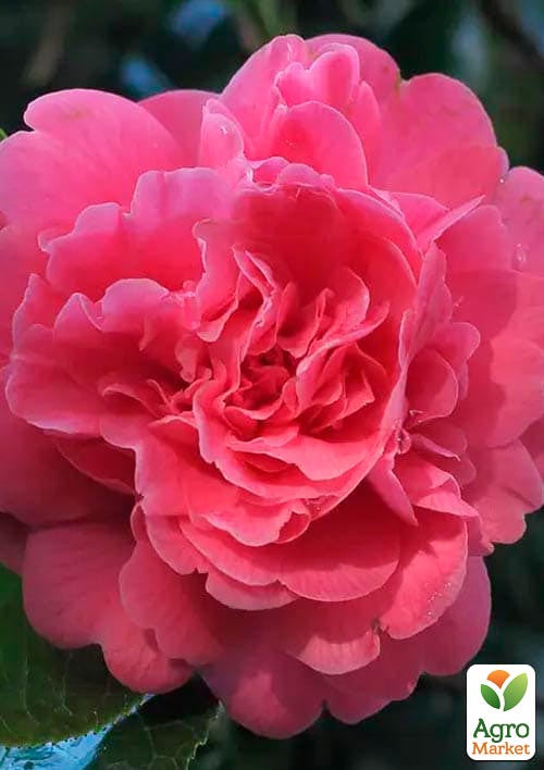 Камелія японська "Тріумфани" - фото 3