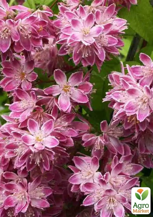 Дейція гібридна "Strawberry Fields" - фото 2