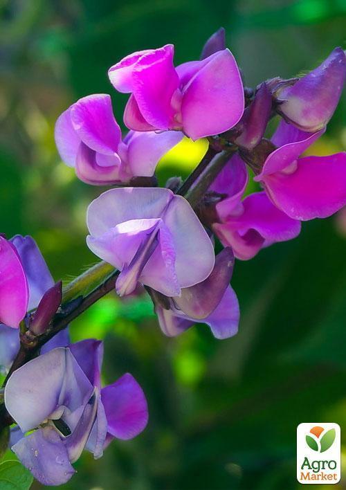 Декоративна квасоля "Доліхос" (Зипер) ТМ "Весна" 5шт - фото 3