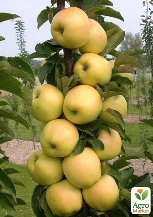 Яблоня колоновидная "Медок" укорененная в контейнере (саженец 2 года) - фото 2