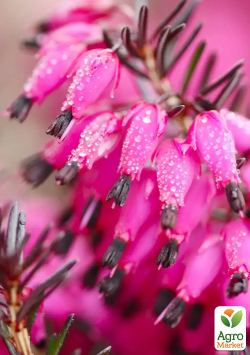 Эрика дарленская 2х-летняя "Bordo" вазон С1.5