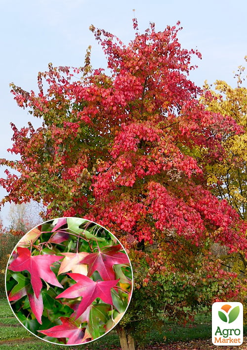 Клен "Бунге" (Acer Truncatum Bunge) вазон Р9