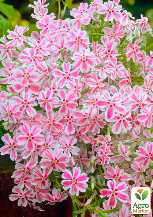 Флокс шиловидный "Candy Stripes" (цветущий ковер)
