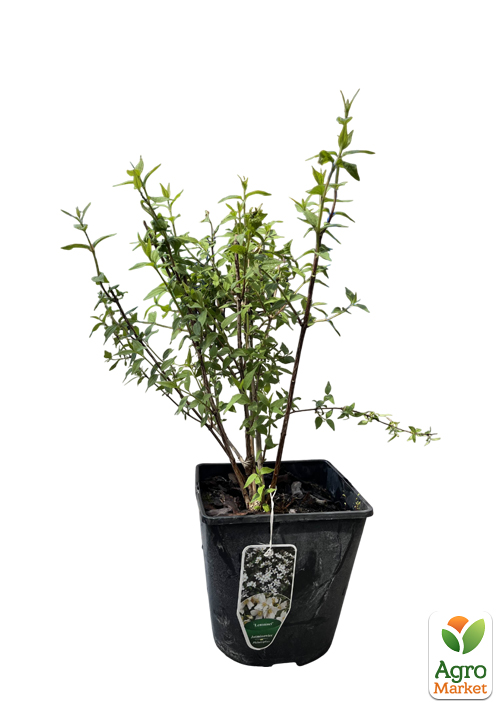 Жасмин гібридний садовий (чубушник) "Lemoinei" С3 - фото 2