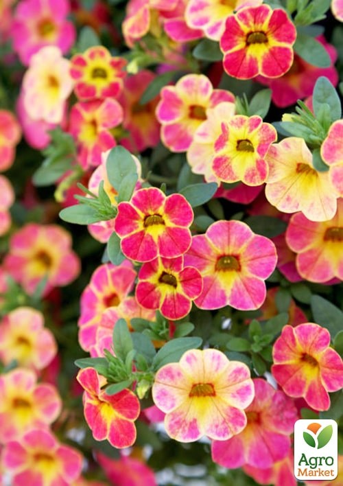 Калибрахоа Chameleon "Tart Deco"  - фото 2