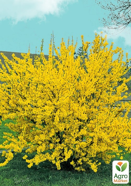 Форзиция европейская "Goldzauber" 