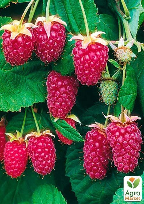 Малинно - ежевичный гибрид"Логанберри торнлесс" (Thornless Loganberry) (ранний срок созревания, бесшипный сорт)