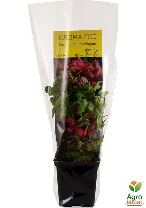 Клематис "Purpurea plena elegans" - фото 6
