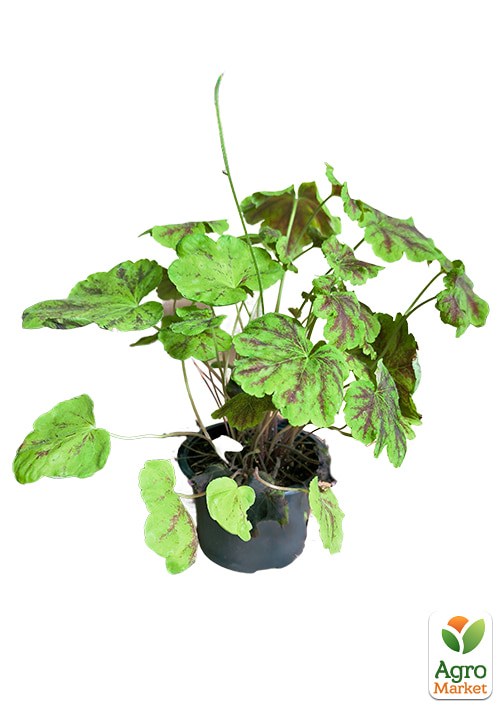 Гейхерелла (Heucherella) "Alabama Sunrise" С1 (высота 15-30см) - фото 2