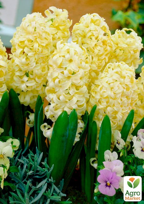 Гиацинт "City Of Haarlem" (Нидерланды) - фото 7