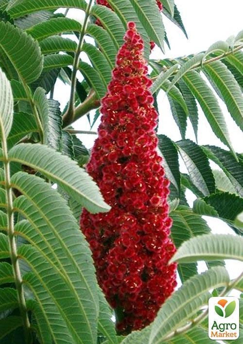 Сумах "Оленерогий" 