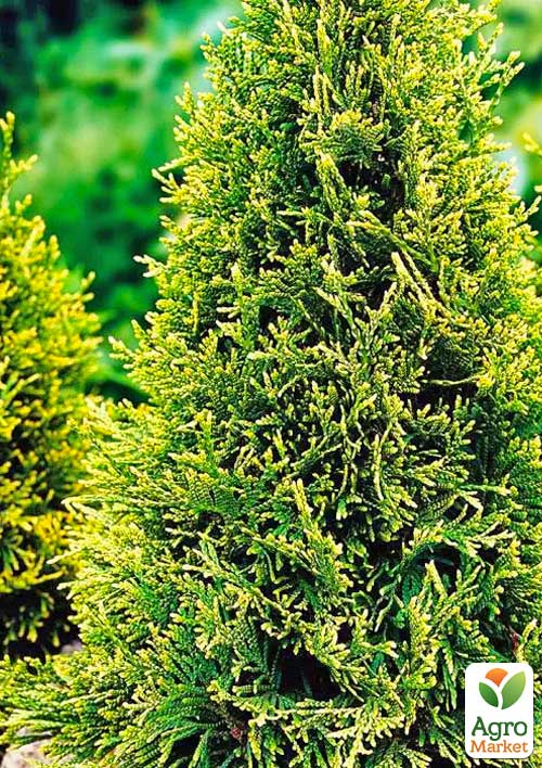 Туя західна "Stolwijk" С3, висота 25-30см - фото 3
