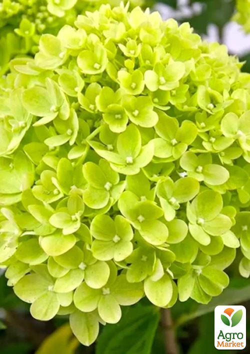 Гортензия 3-х летка метельчатая "Little Lime" - фото 3