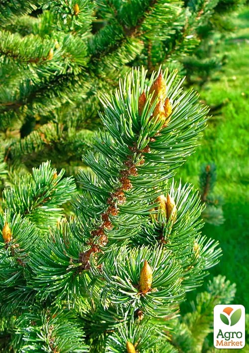 Сосна остиста "Aristata" С10, висота 70-90см - фото 5