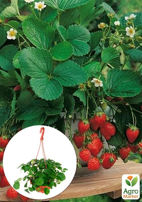 Земляника крупноплодная, безусая "Александрия" в подвесном вазоне