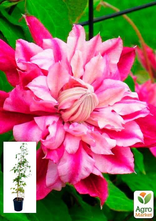 Клематис 3-х летний "Patricia Ann Fretwell Pafar" С2