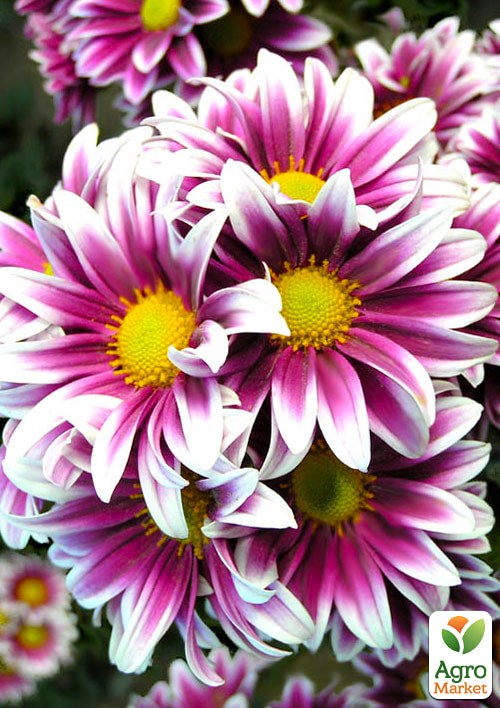 Хризантема Садовая "Fanfan Light" (высота 30-50см) - фото 4